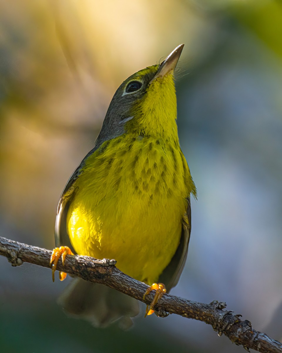 Canada Warbler - ML645922610