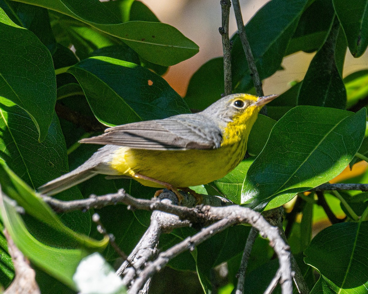 Canada Warbler - ML645922611