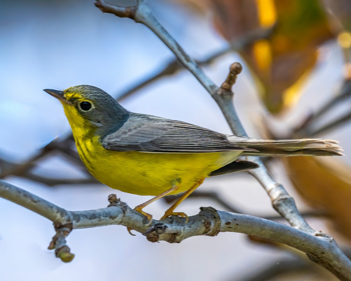 Canada Warbler - ML645922612