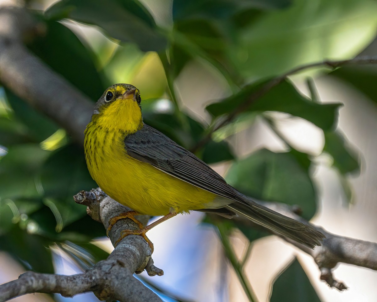 Canada Warbler - ML645922613