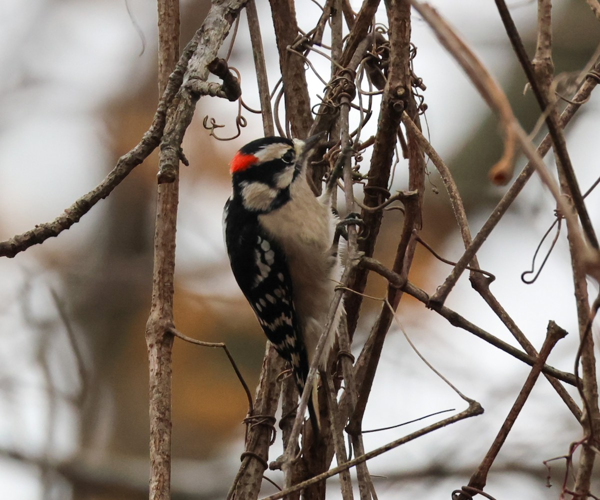 Downy Woodpecker - ML645922614