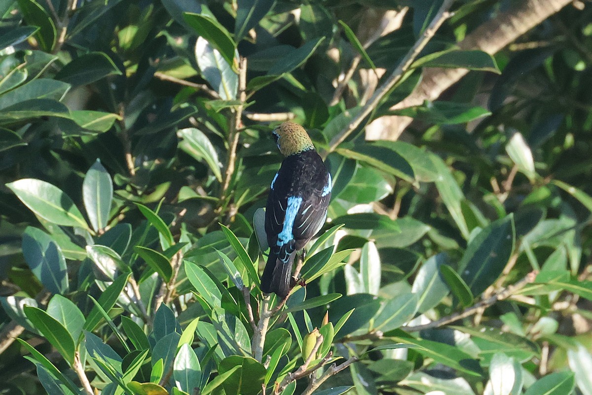 キンズキンフウキンチョウ - ML645922623