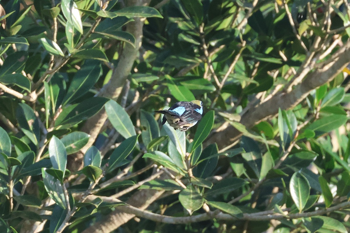 キンズキンフウキンチョウ - ML645922624