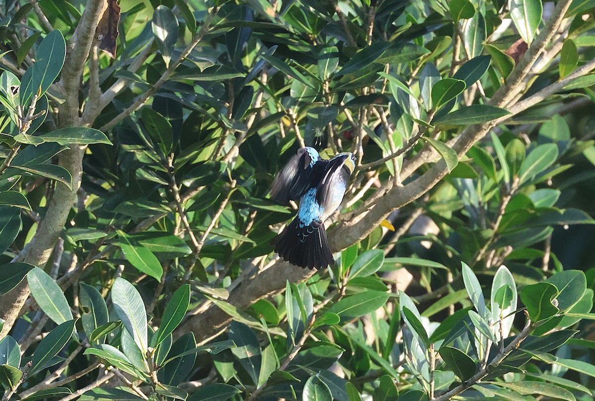 キンズキンフウキンチョウ - ML645922625