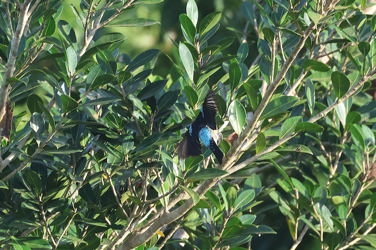 キンズキンフウキンチョウ - ML645922626