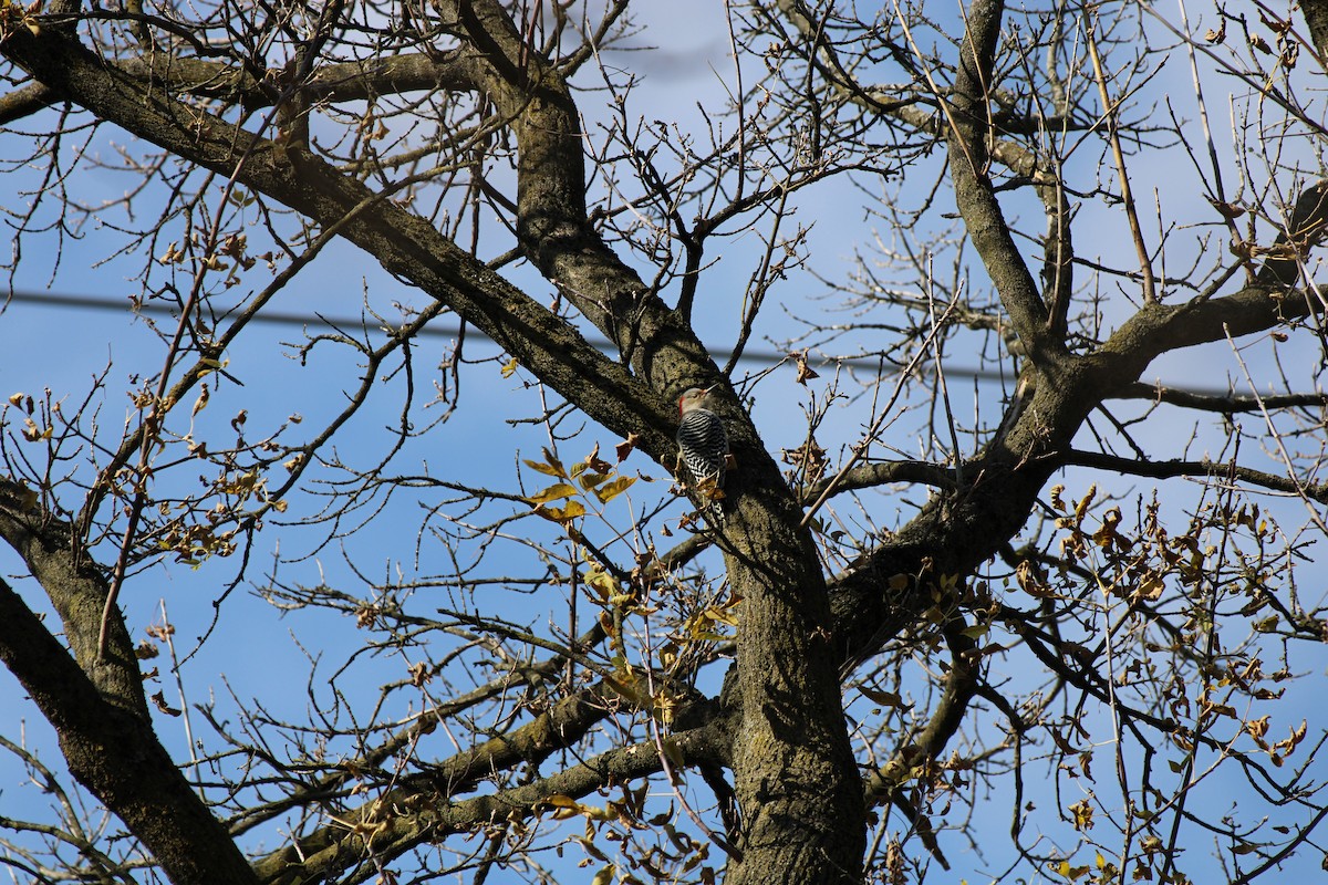 Carolinaspecht - ML645922630