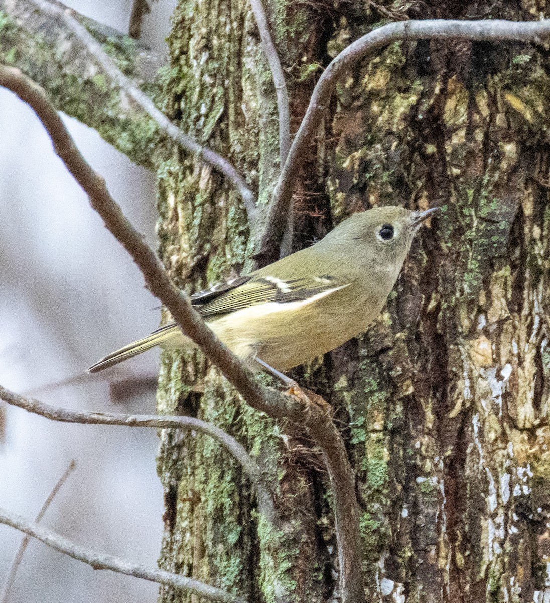 Ruby-crowned Kinglet - ML645922635