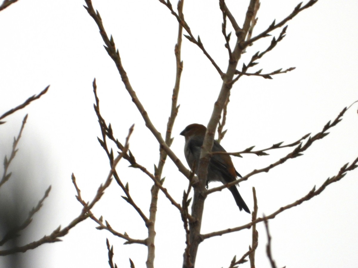 Pinu-gailupa - ML645922636