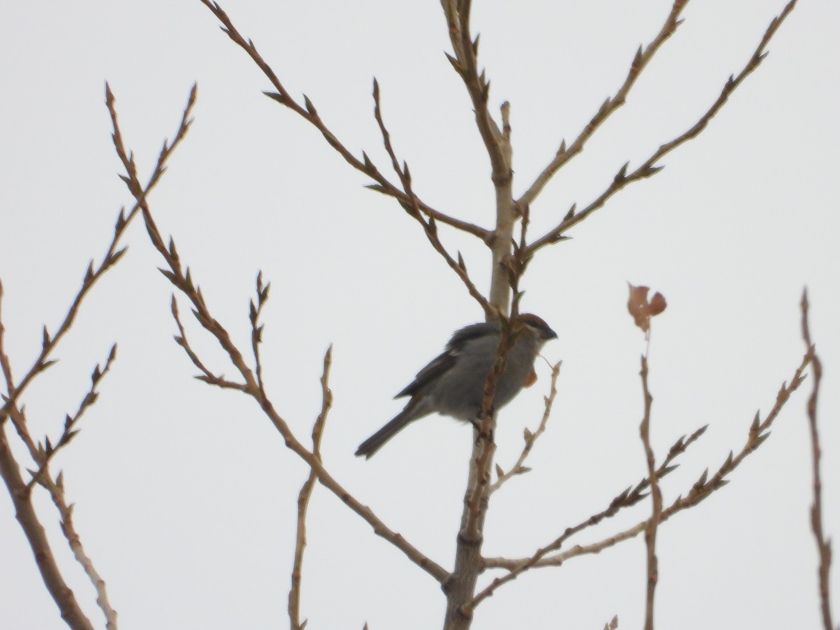 Pinu-gailupa - ML645922639