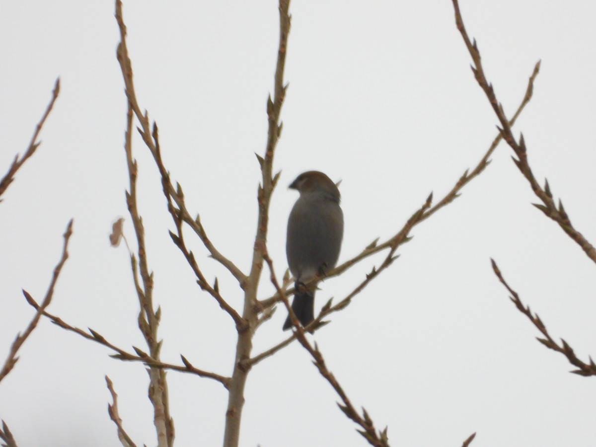 Pinu-gailupa - ML645922640