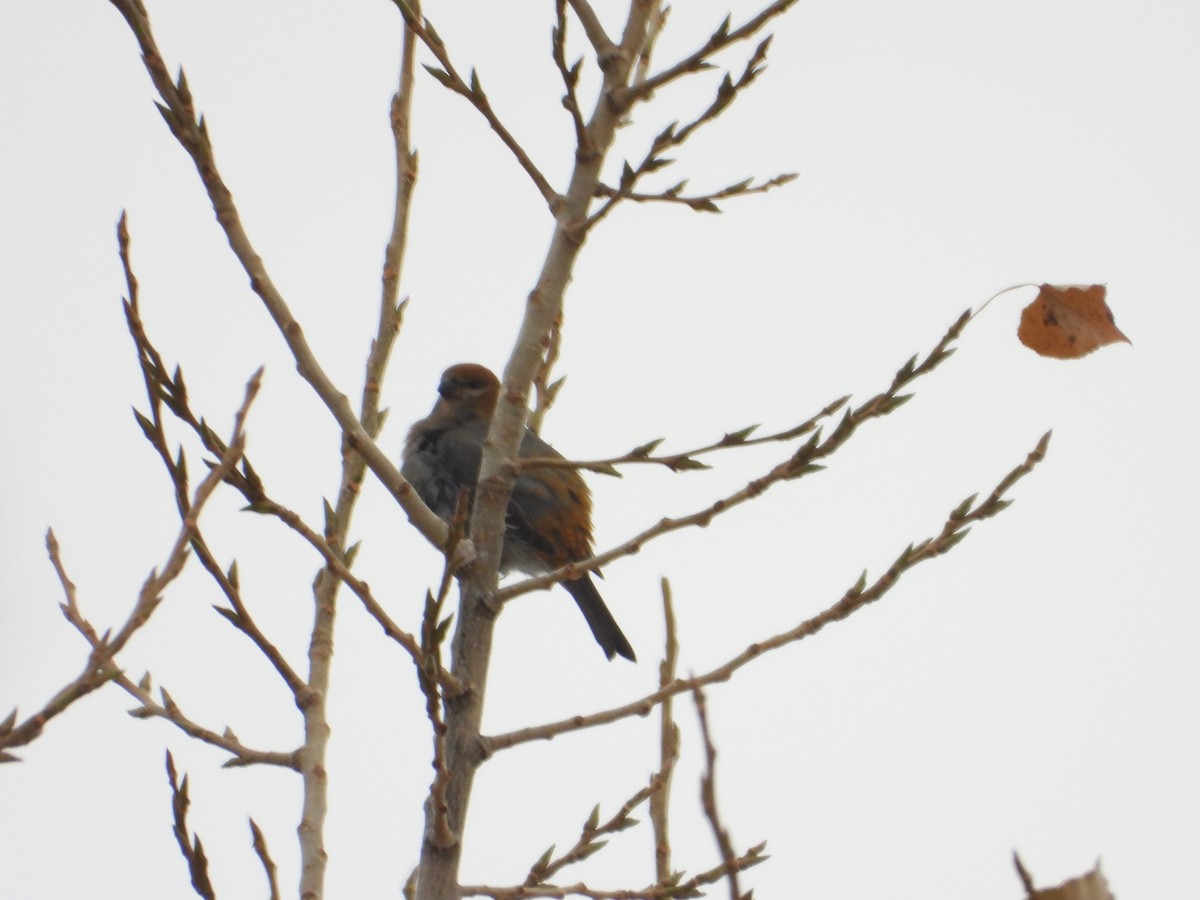 Pinu-gailupa - ML645922641