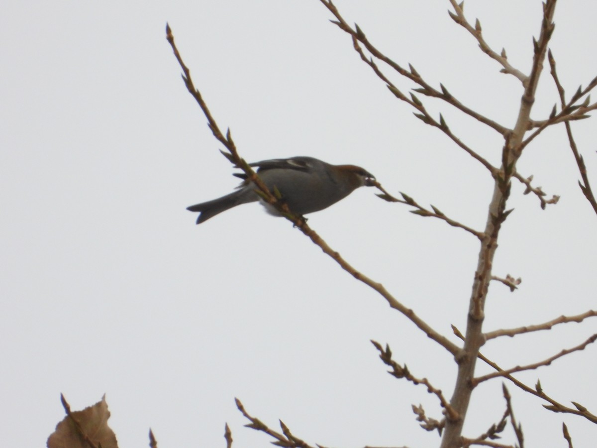 Pinu-gailupa - ML645922642