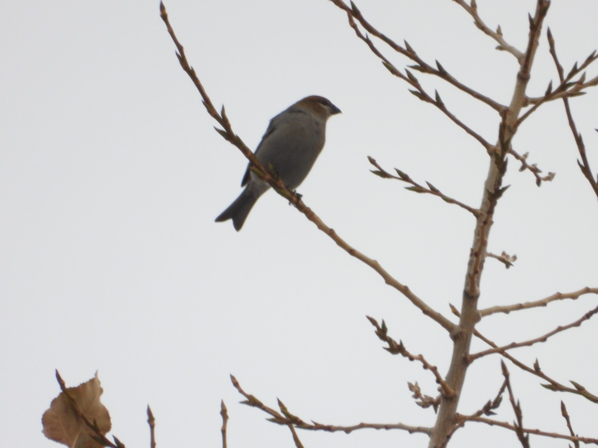 Pinu-gailupa - ML645922643