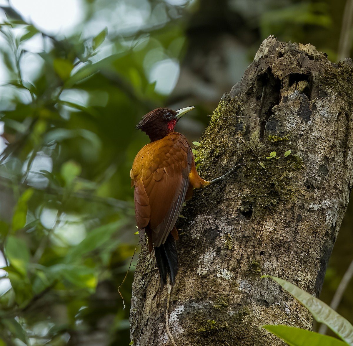 Chestnut Woodpecker - ML645922646