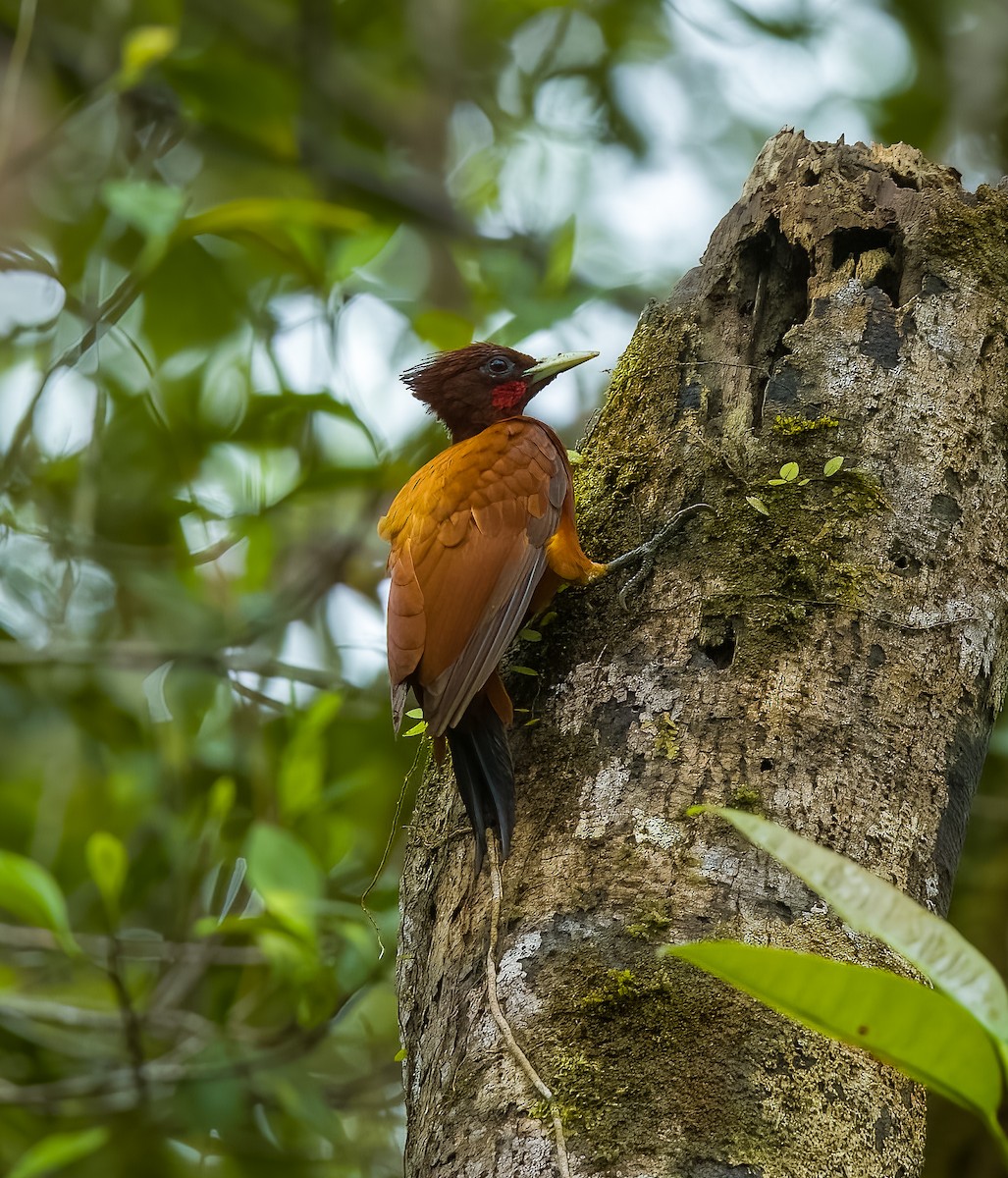 Chestnut Woodpecker - ML645922647