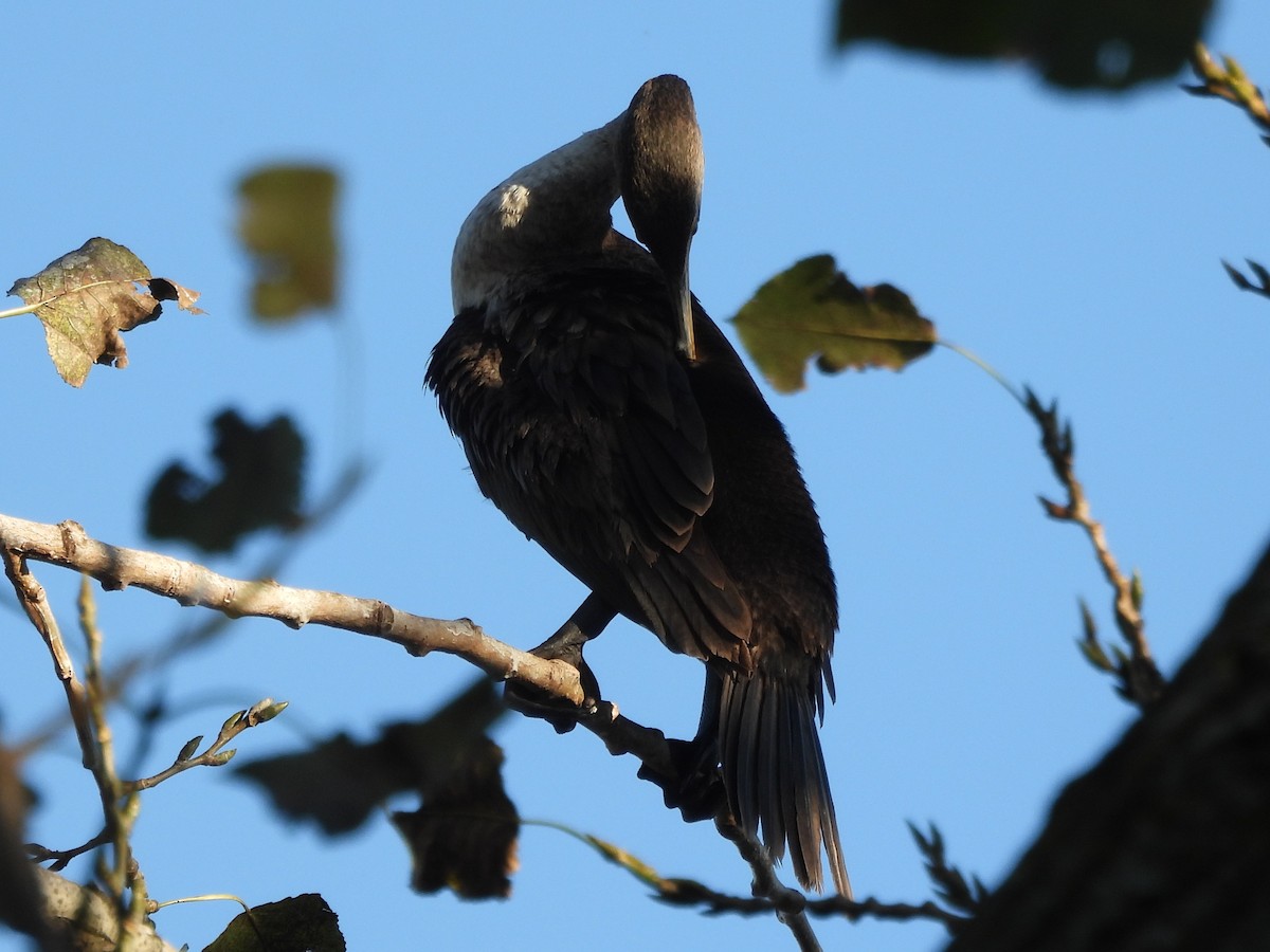 Double-crested Cormorant - ML645922648