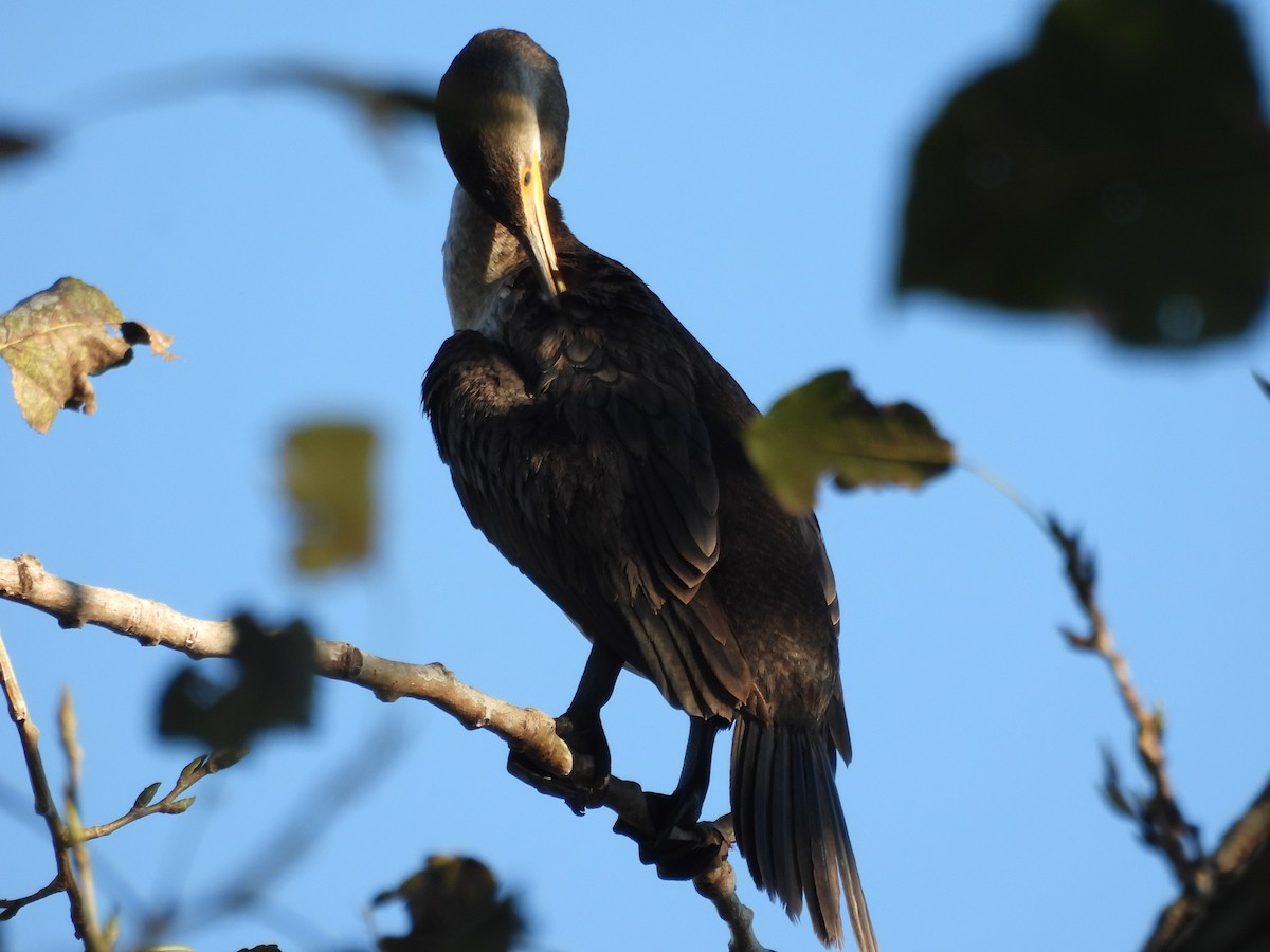 Double-crested Cormorant - ML645922649