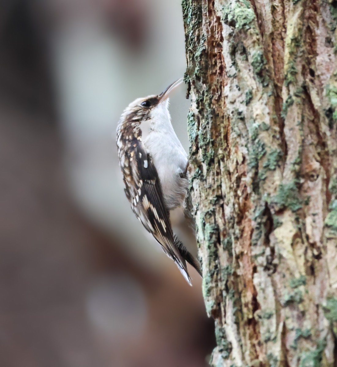Brown Creeper - ML645922650
