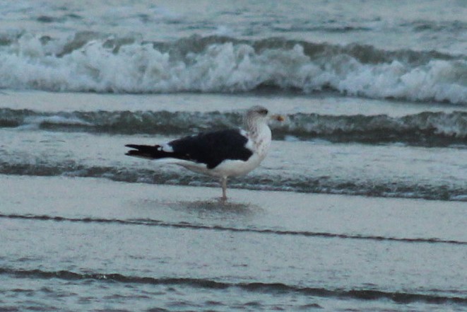 Lesser Black-backed Gull - ML645922654