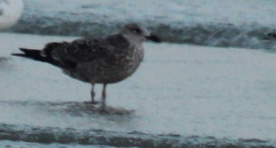 Lesser Black-backed Gull - ML645922655