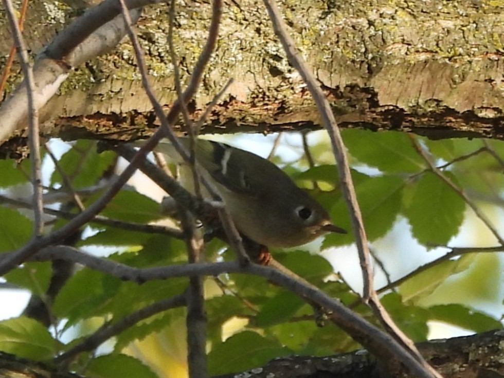 Ruby-crowned Kinglet - ML645922656