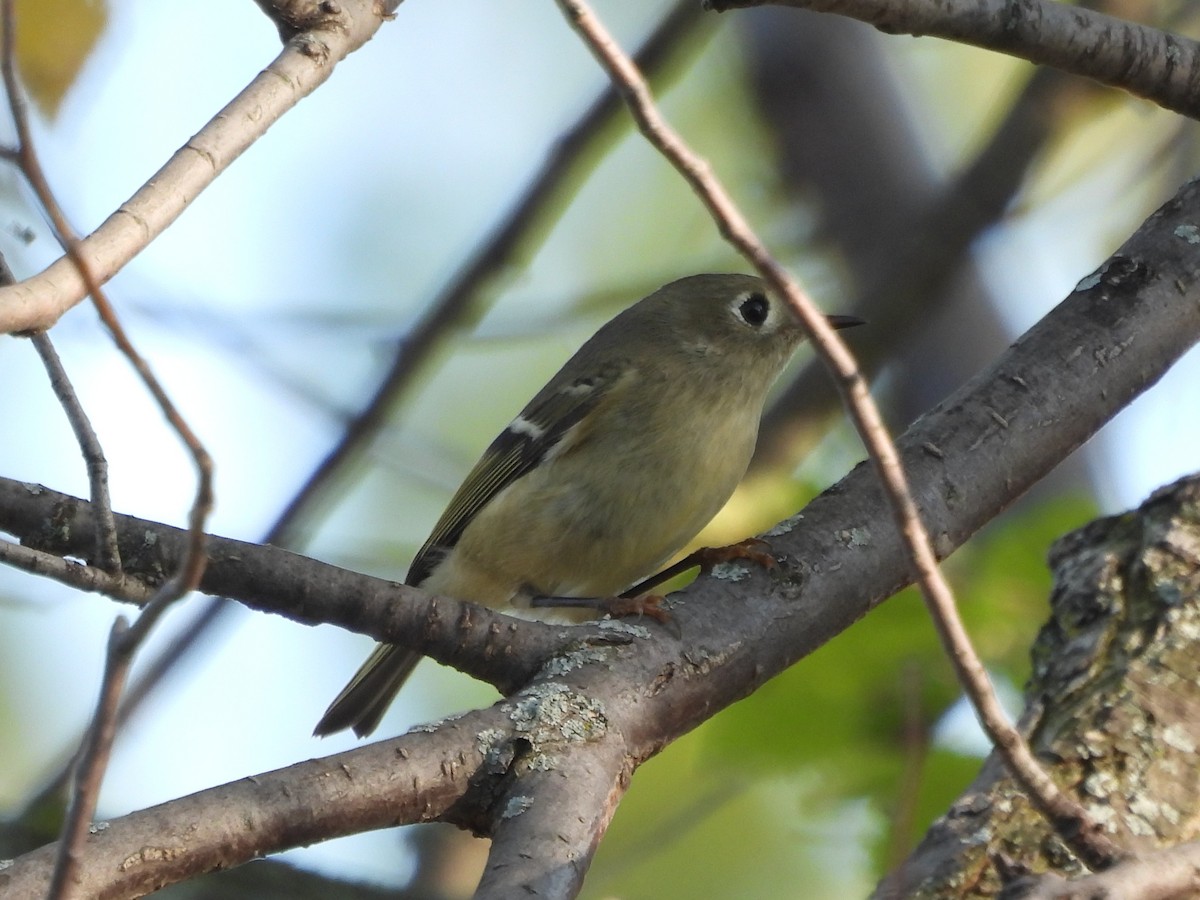 Ruby-crowned Kinglet - ML645922657