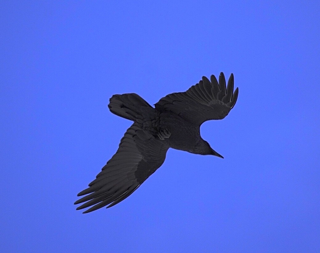 Kolkrabe - ML645922664