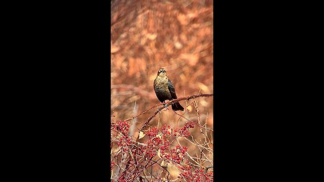 Rusty Blackbird - ML645922666