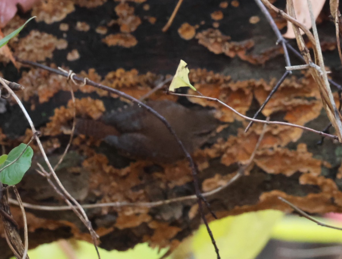 Winter Wren - ML645922669