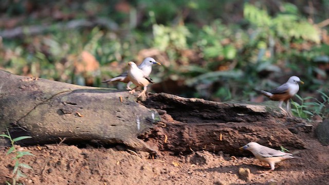 Malabar Starling - ML645922670