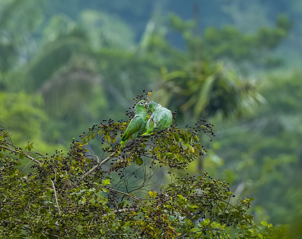 Mealy Amazon - ML645922671