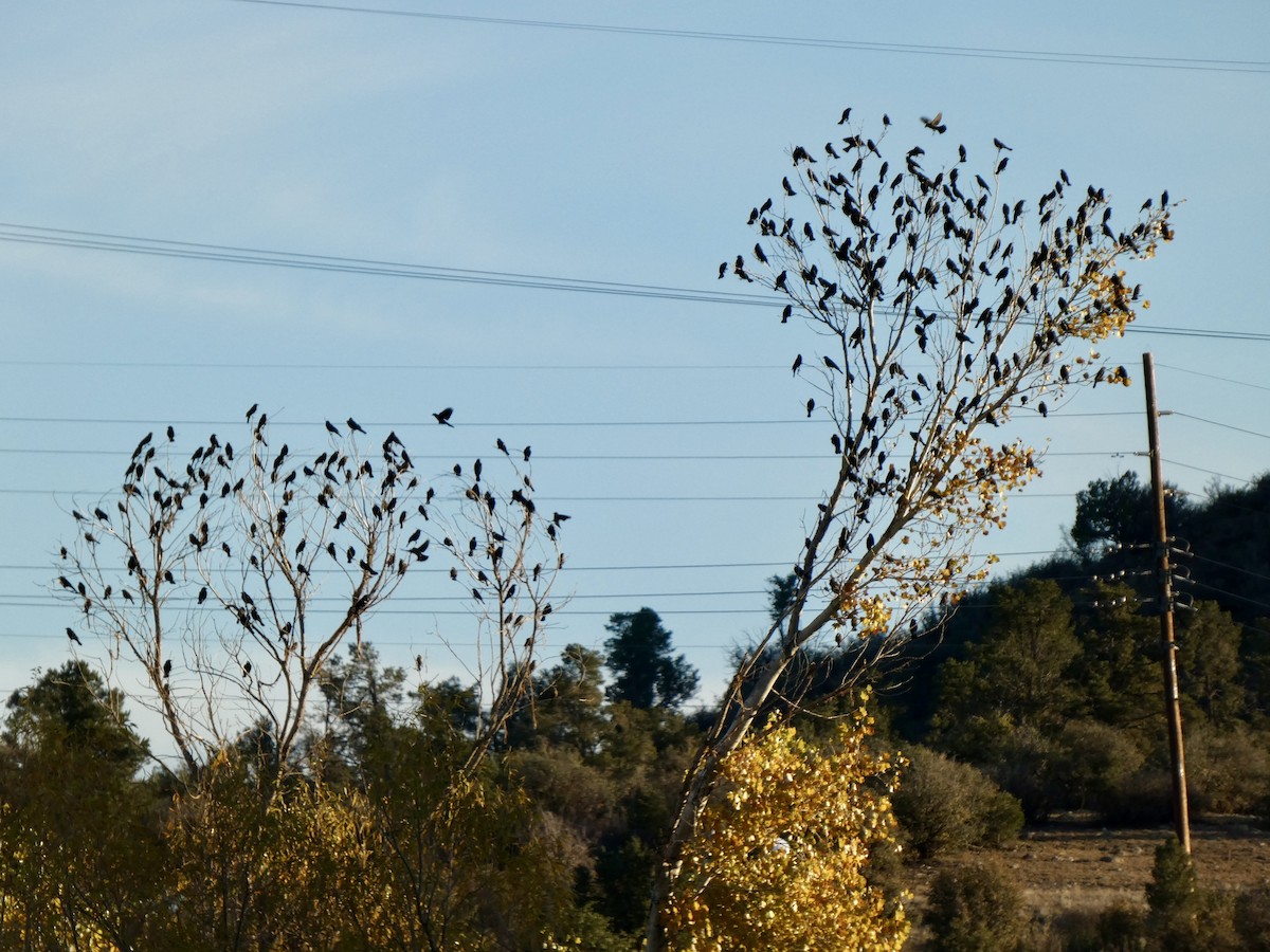 Red-winged Blackbird - ML645922672