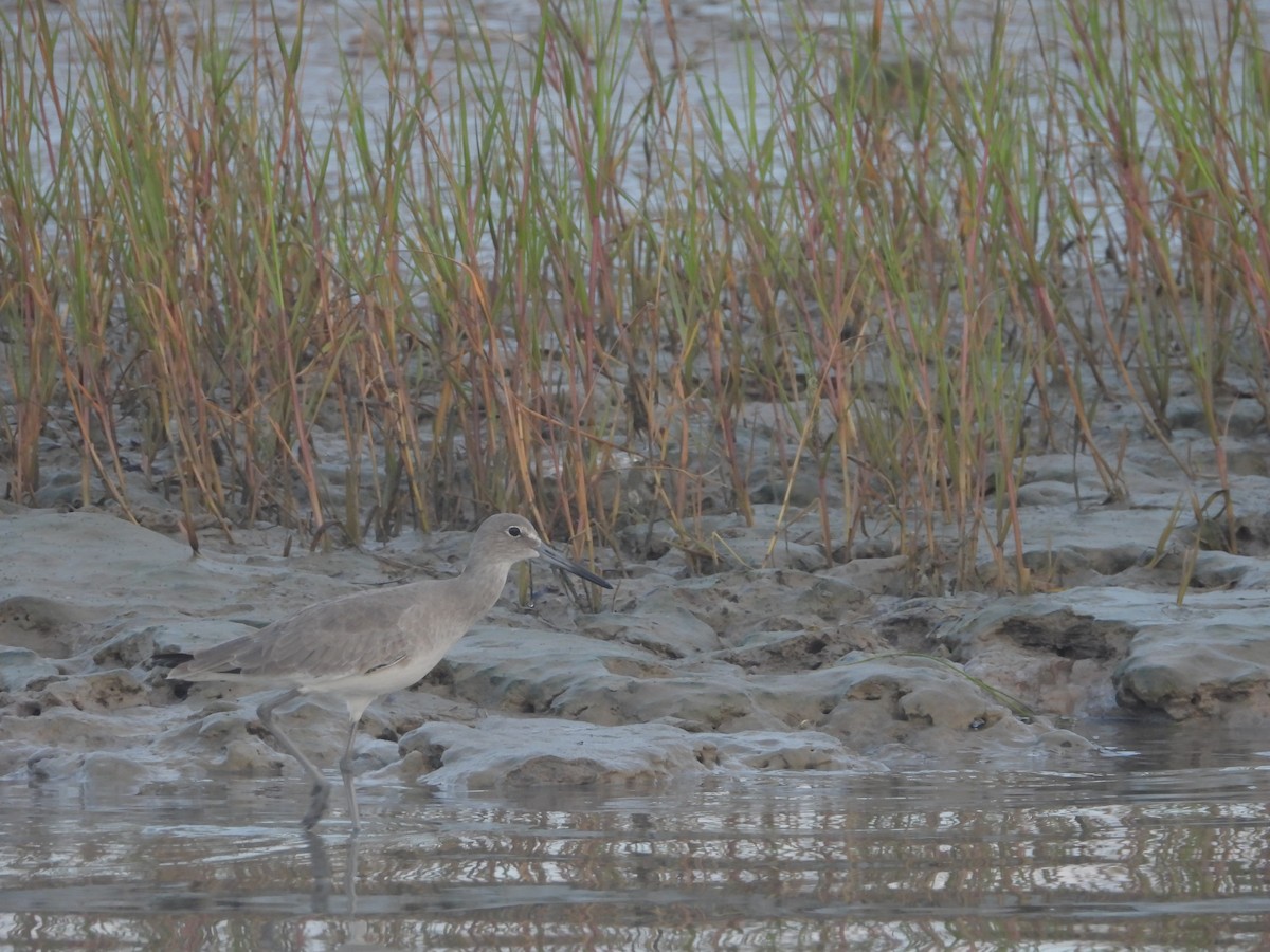 Willet - ML645922673