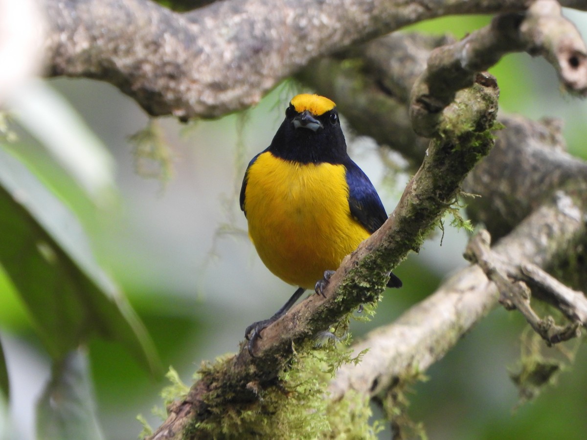 Orange-bellied Euphonia - ML645922674