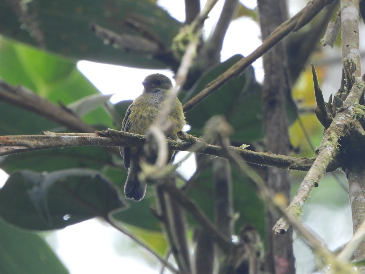 Orange-bellied Euphonia - ML645922675