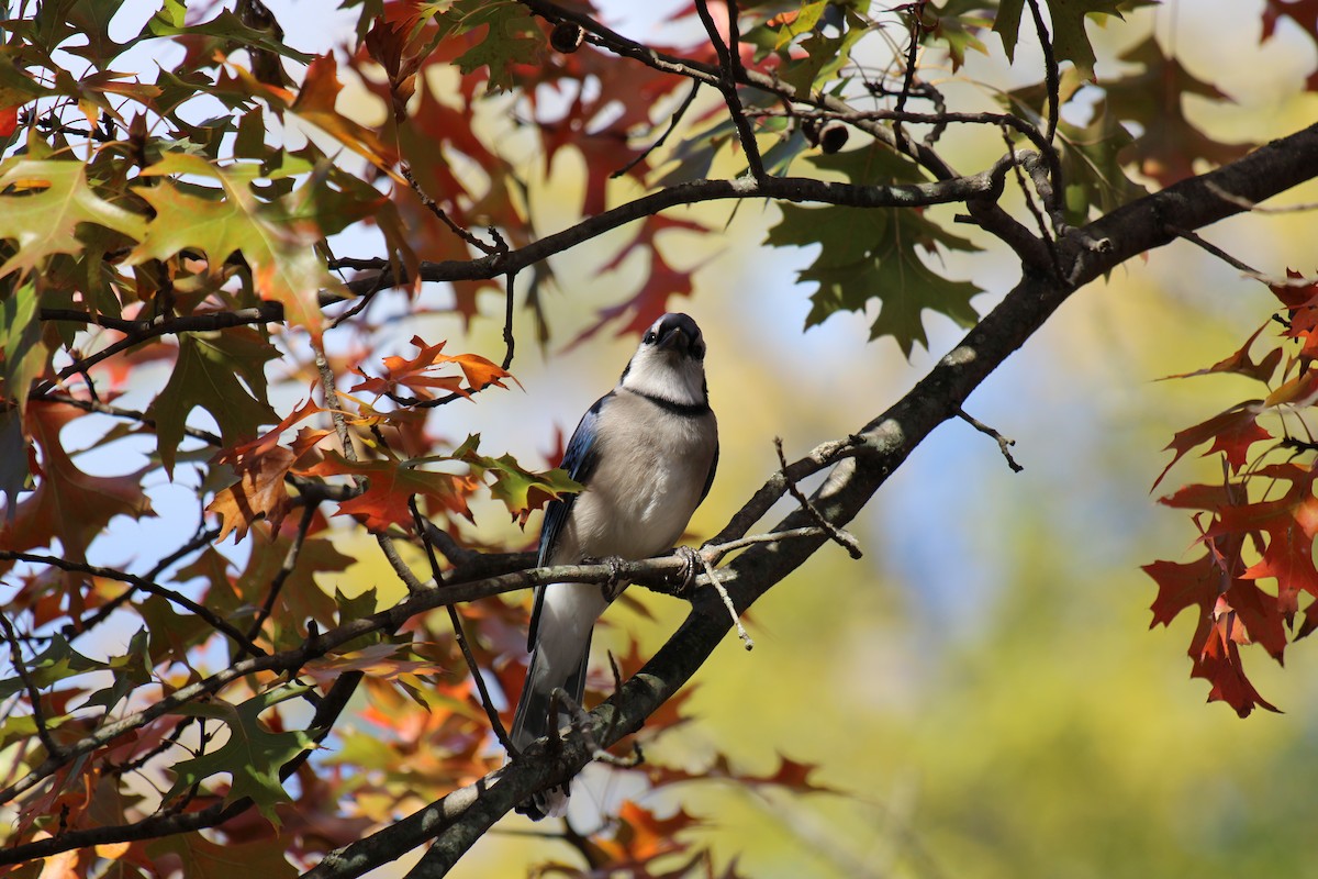 Blue Jay - ML645922676