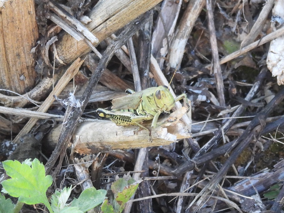 Differential Grasshopper - ML645922677