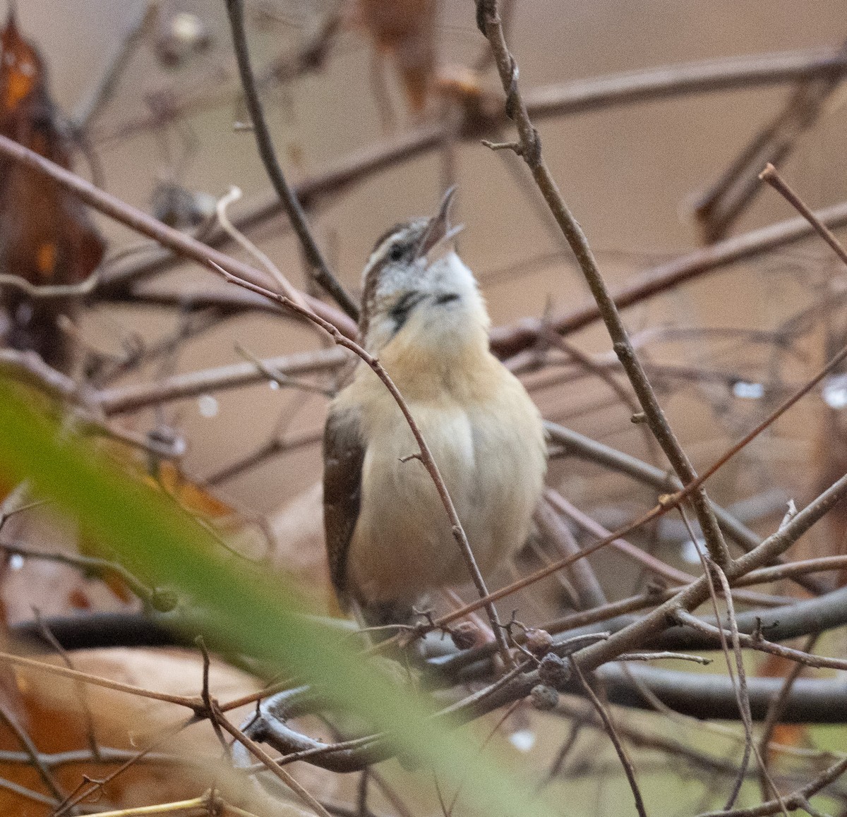 Carolina Wren - ML645922678