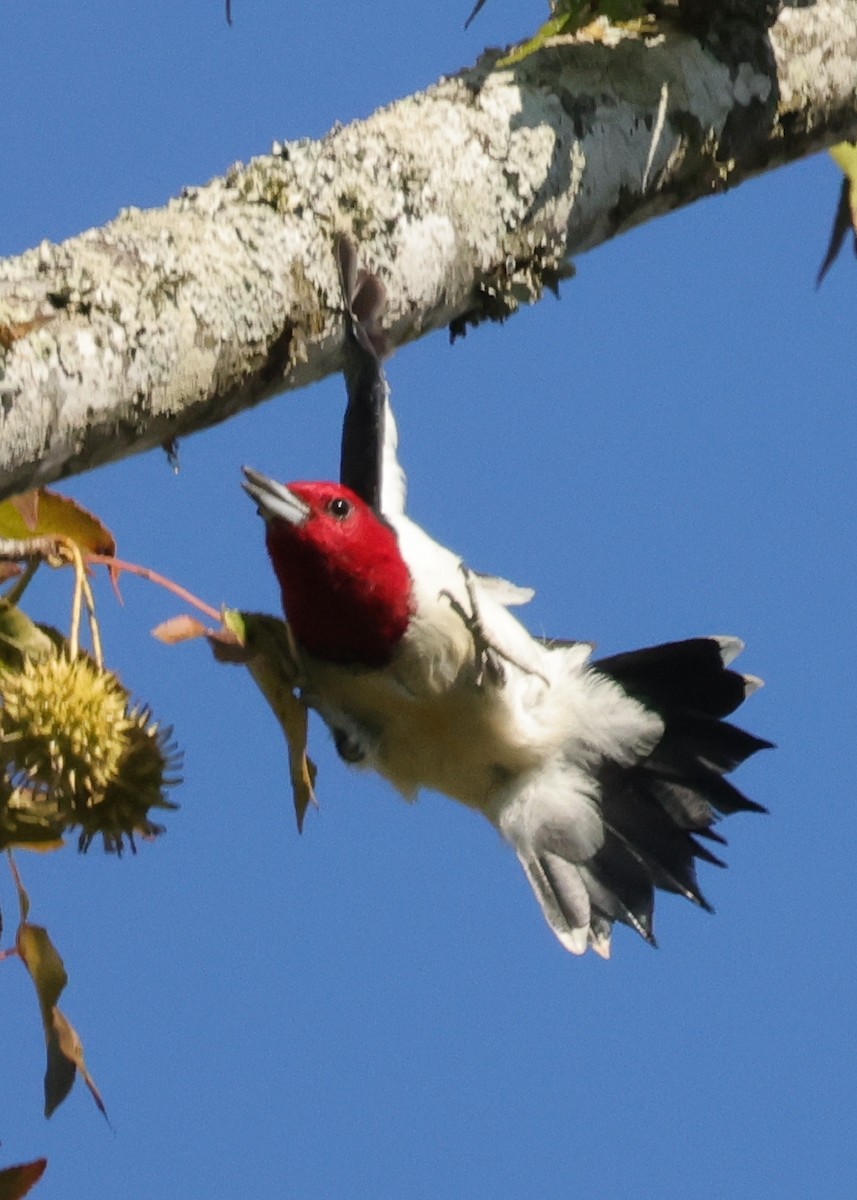 Red-headed Woodpecker - ML645922679