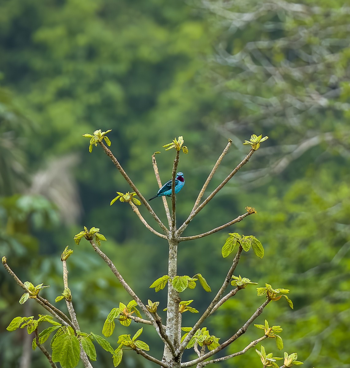 Spangled Cotinga - ML645922680