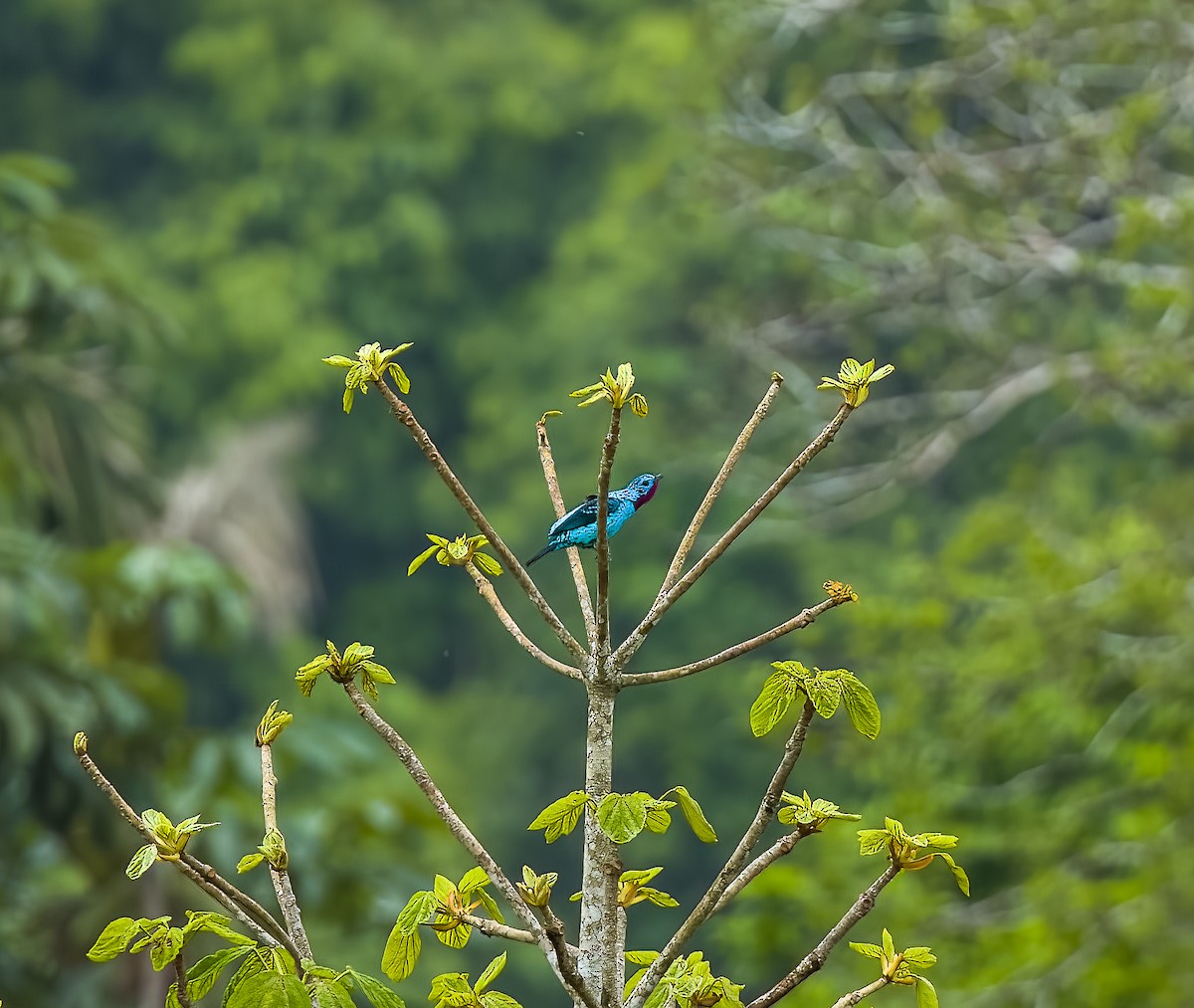 Spangled Cotinga - ML645922681