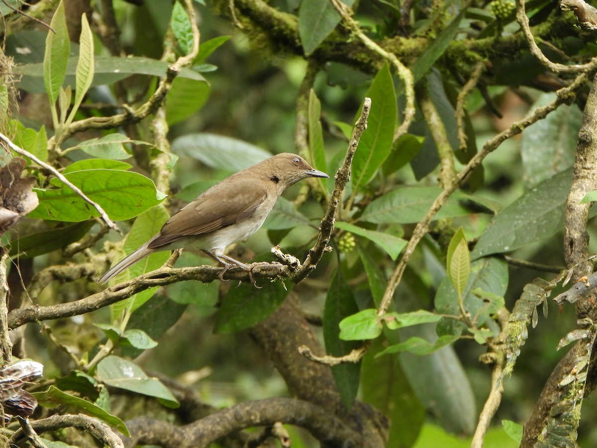 Black-billed Thrush - ML645922682