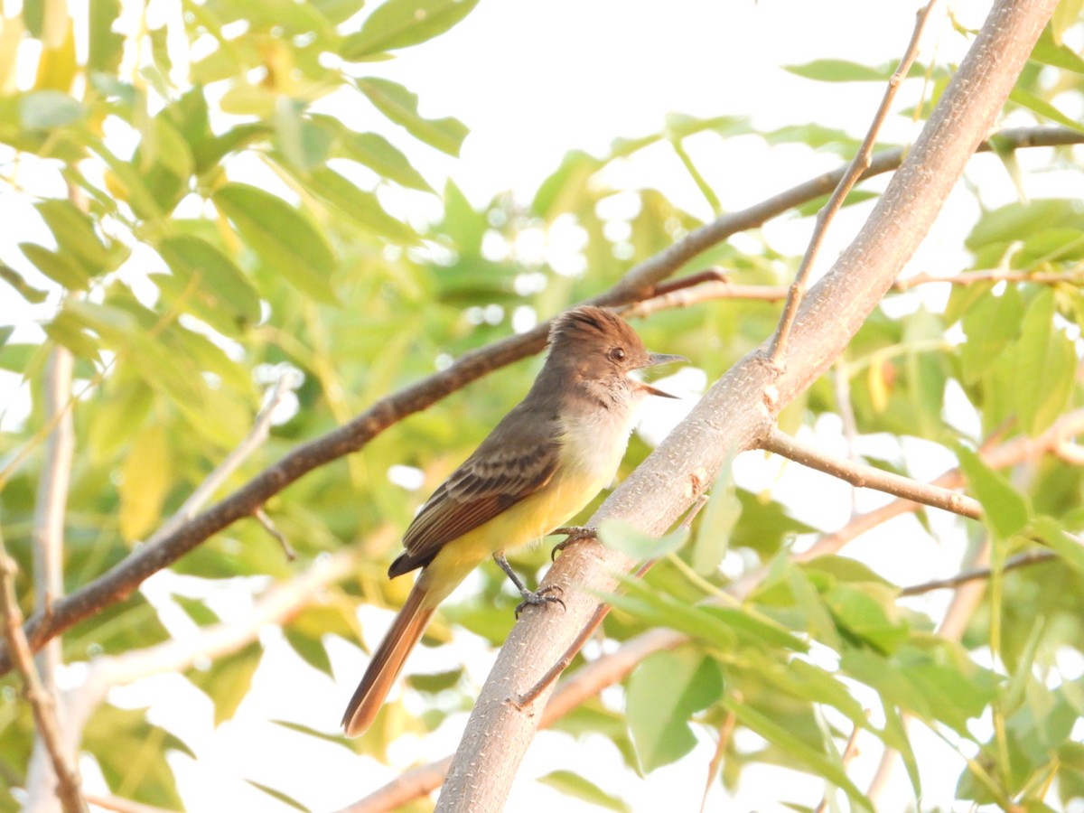 Nutting's Flycatcher - ML645922683