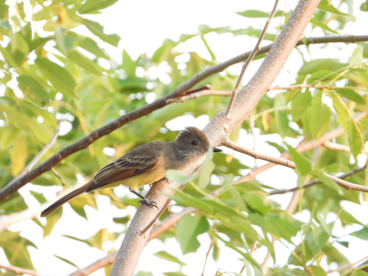 Nutting's Flycatcher - ML645922684