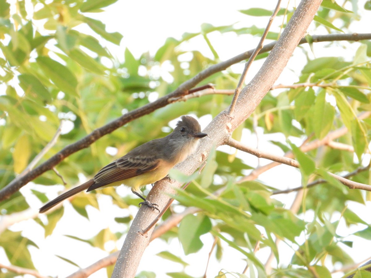 Nutting's Flycatcher - ML645922685