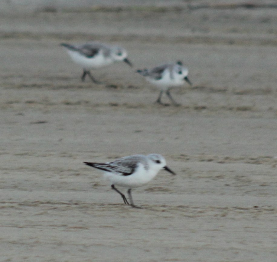 三趾濱鷸 - ML645922687