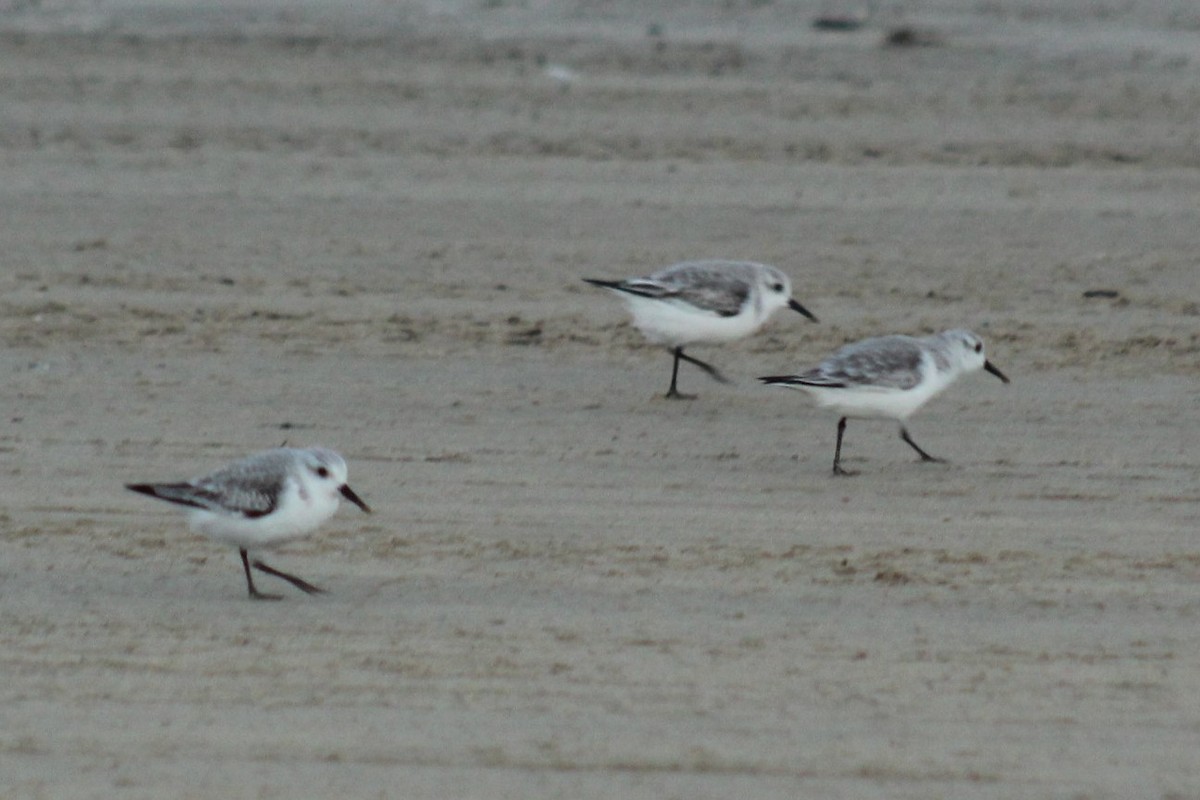 三趾濱鷸 - ML645922688