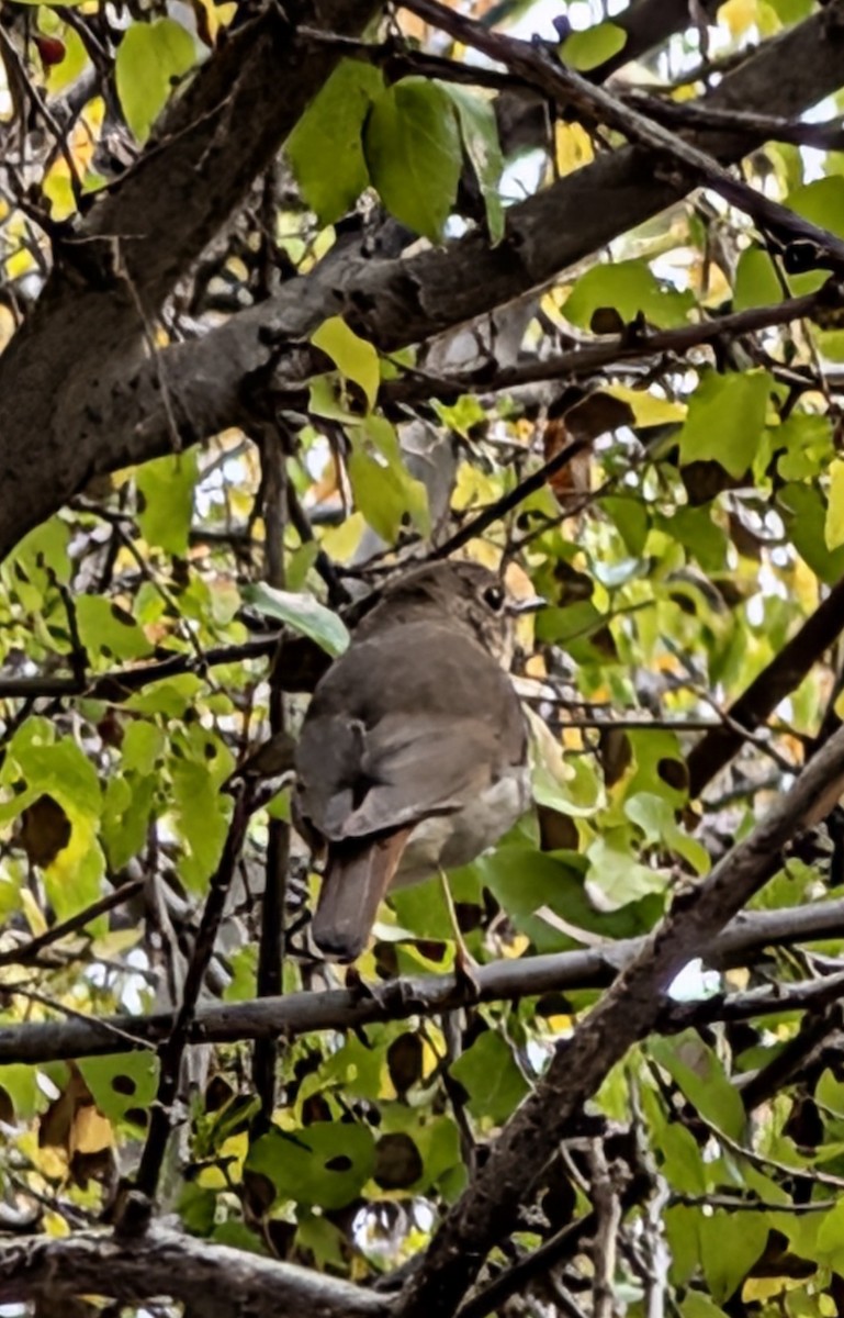 Hermit Thrush - ML645922692