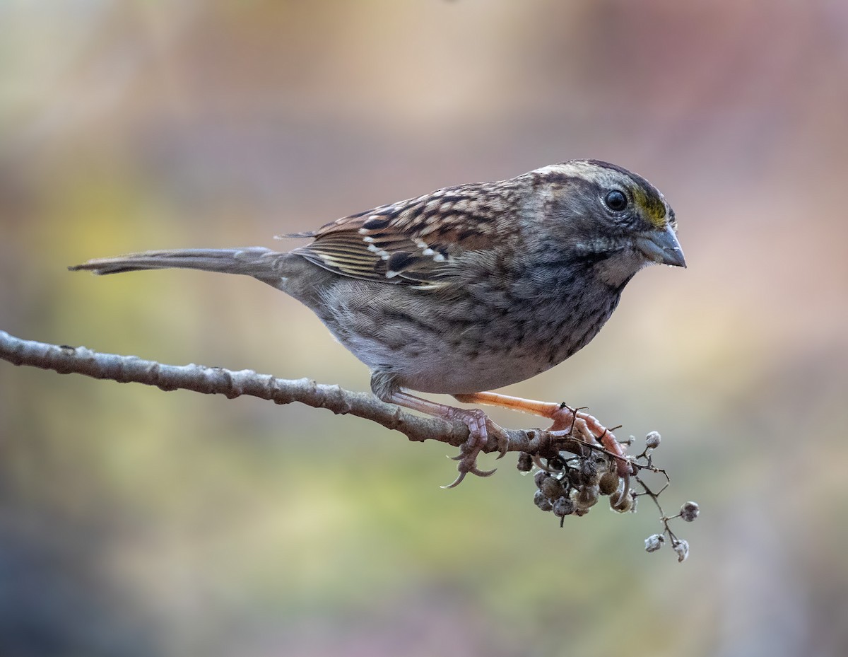 White-throated Sparrow - ML645922693