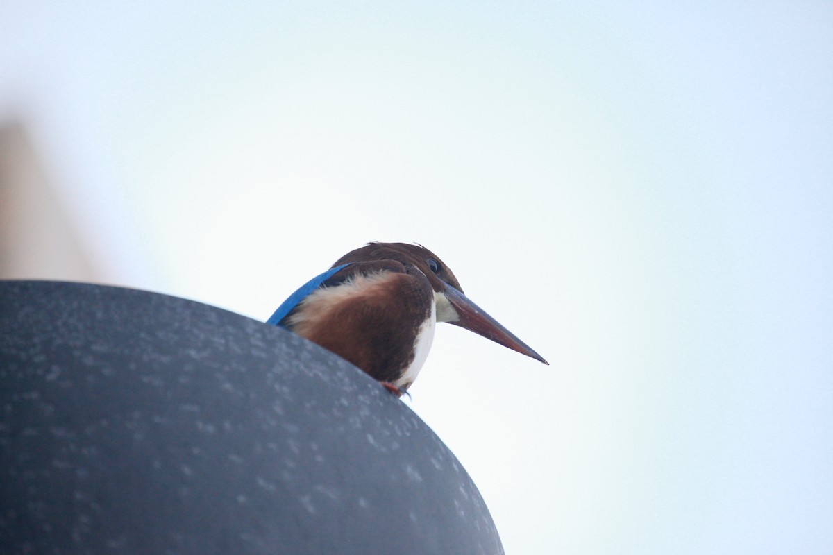 蒼翡翠 - ML645922694